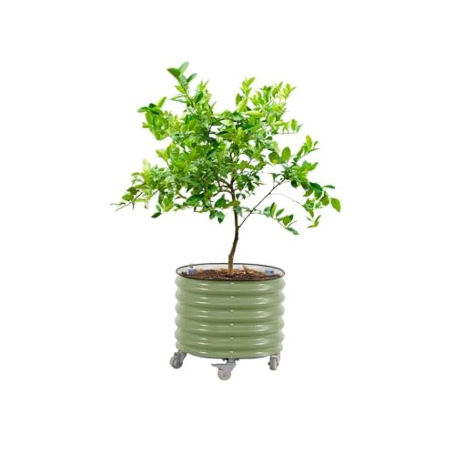Rollender Zitrusbaum-Pflanzküb – Self-Watering Planter Bewertung und Preis